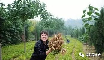 安陆多少人口_安陆白花菜