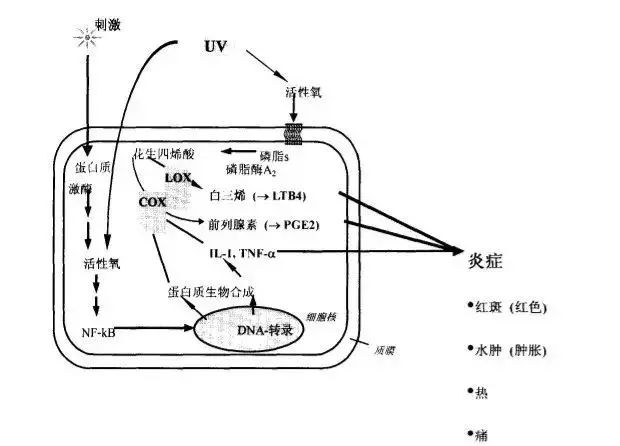 花生治烧心的原理_功能性烧心的病理生理学机制主要与三方面有关:(1)感觉异常:即食管高敏感