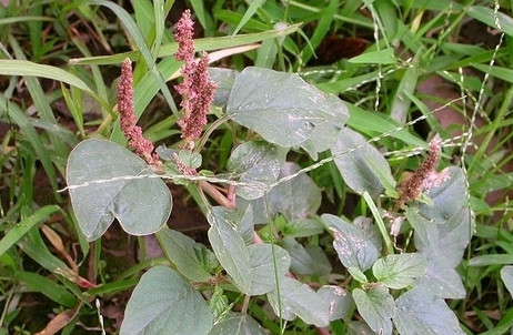 苋子菜野板栗刺猬柞树萫子这个认识吗?传说中的蝲蛄.蝲蛄豆腐才叫绝.