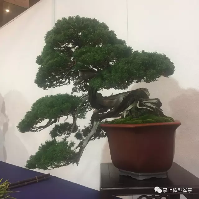 悬崖式盆景制作方法与精品欣赏