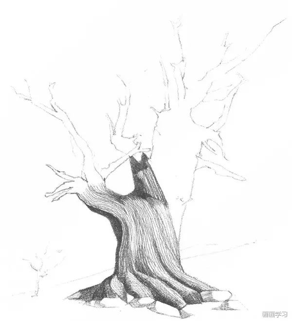 每日一画丨教你画一棵树 超详细教程,不看白不看