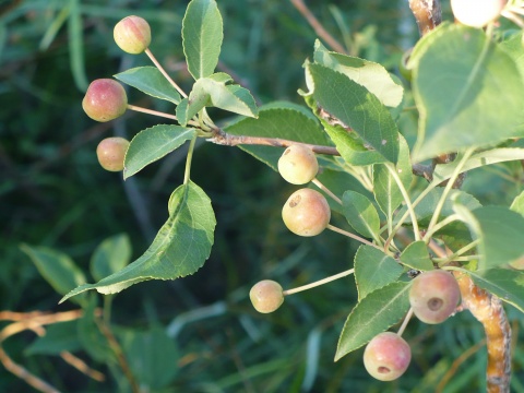 啦瓢儿菇娘儿蚂蚱菜荠荠菜松树塔苋子菜野板栗刺猬柞树萫子这个认识吗