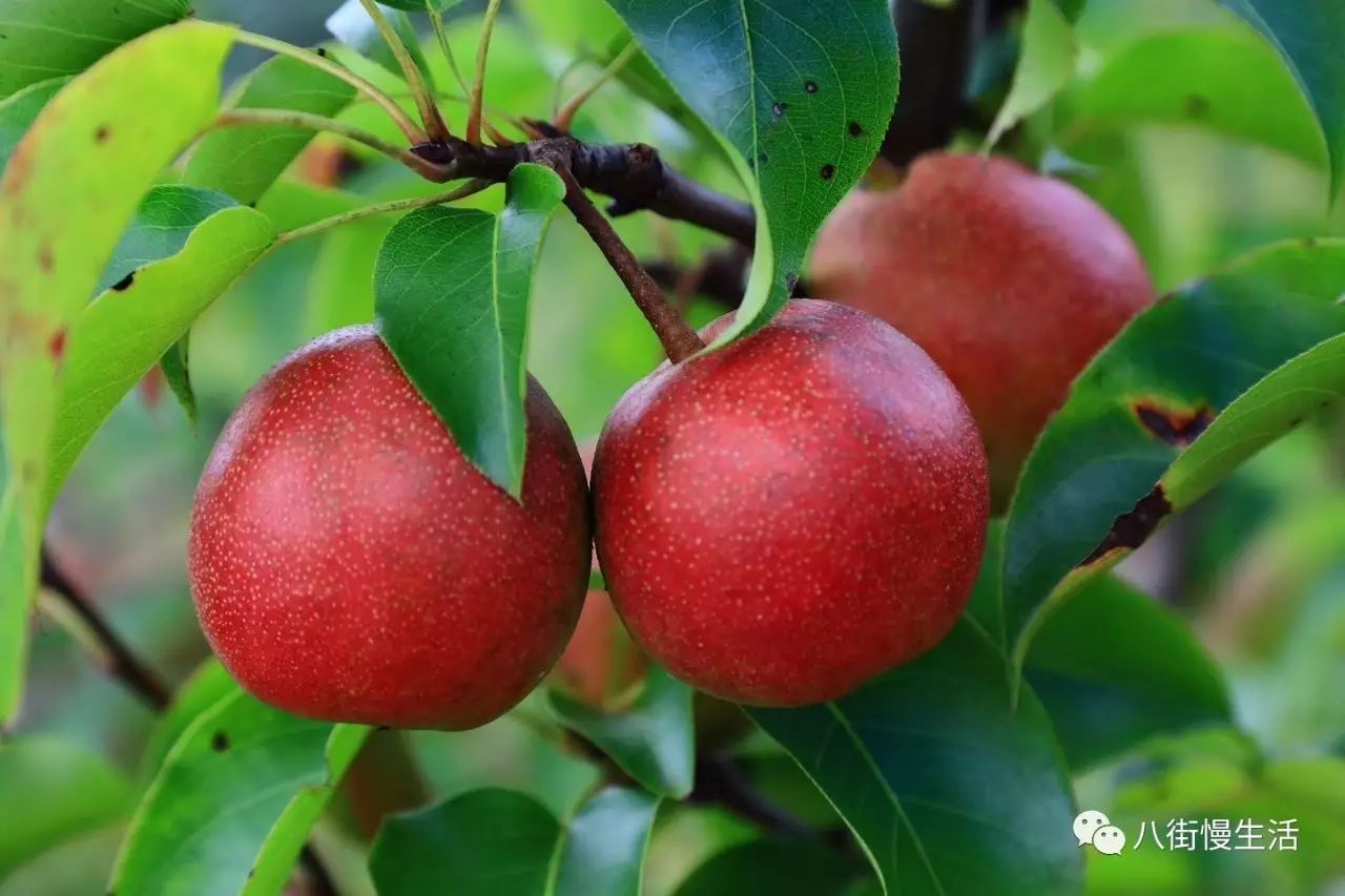 安宁红梨属外来杂交品种,是以云南原产的"火把梨"为父本和日本"幸水梨