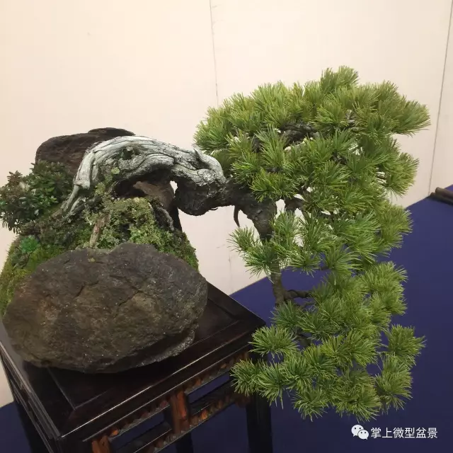 悬崖式盆景制作方法与精品欣赏