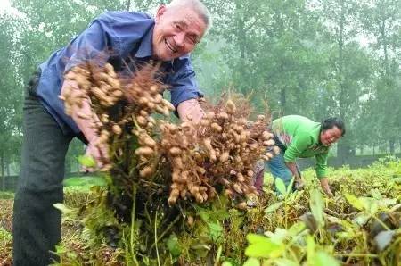 安陆多少人口_这几个安陆人掉得大,被爆光了(2)