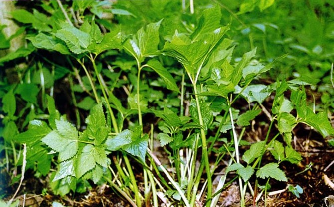 大叶芹,恐怕是最有名气的山野菜了.