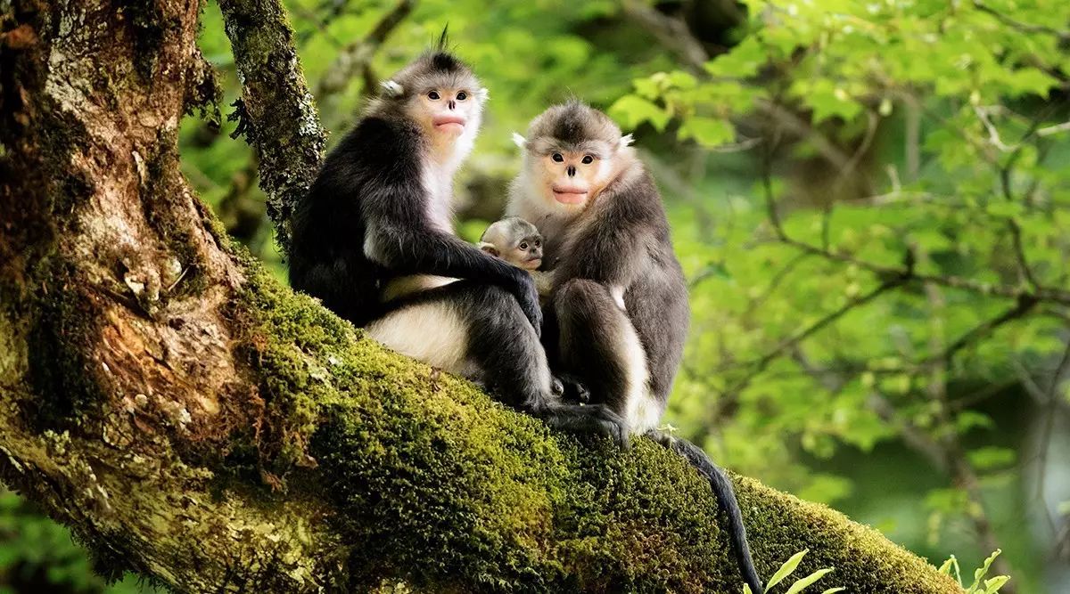 中国野生动物保护协会授予迪庆藏族自治州“中国滇金丝猴之乡”称号