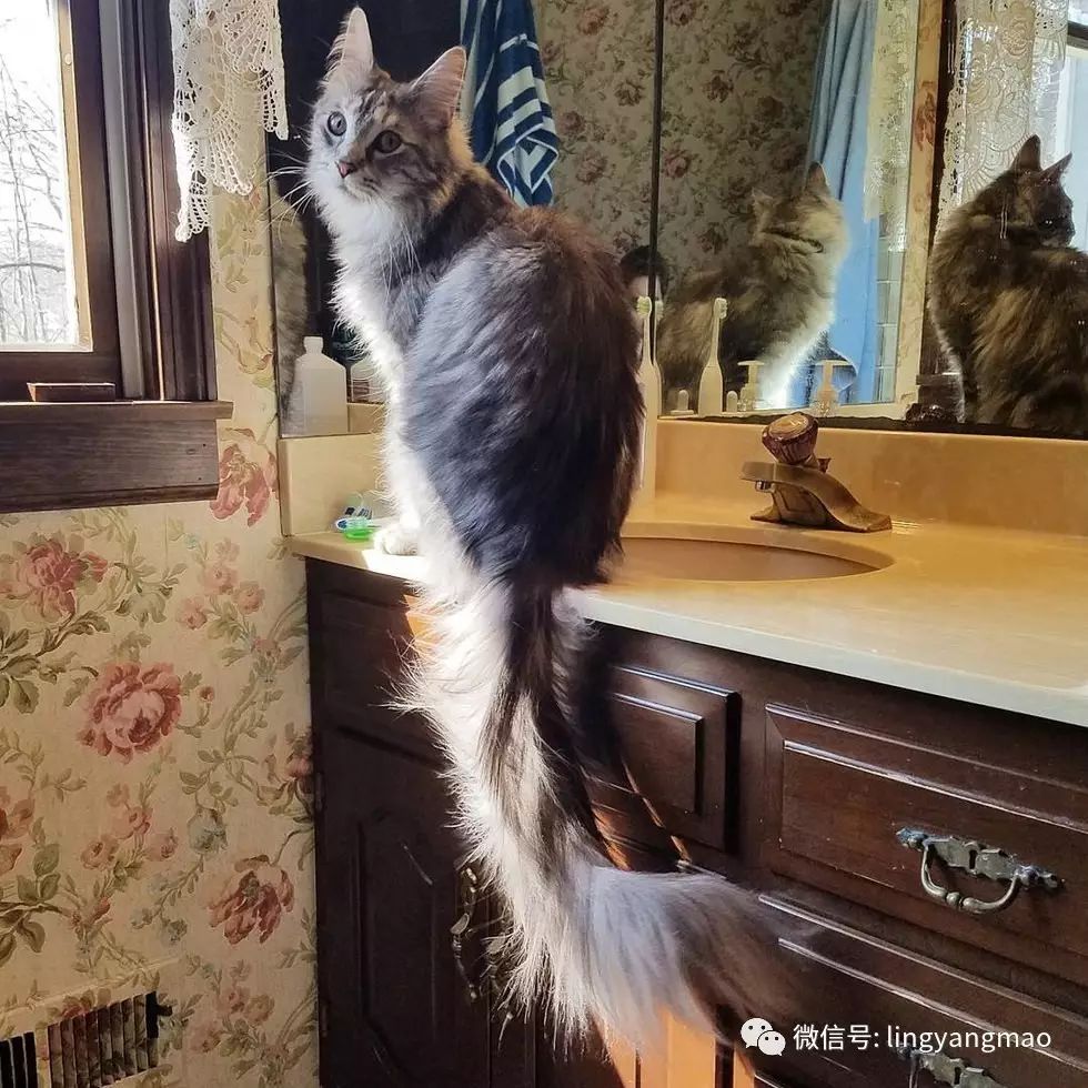 世界上尾巴最长的猫和世界上最高的猫原来竟同为一个主人