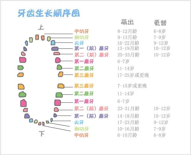 孩子出生时,乳牙长在牙床内,已经做好了长牙的准备.