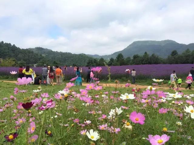 四季花海,亲子乐园,生态美食.西山区藏着一个昆明人的后花园, 美呆了!