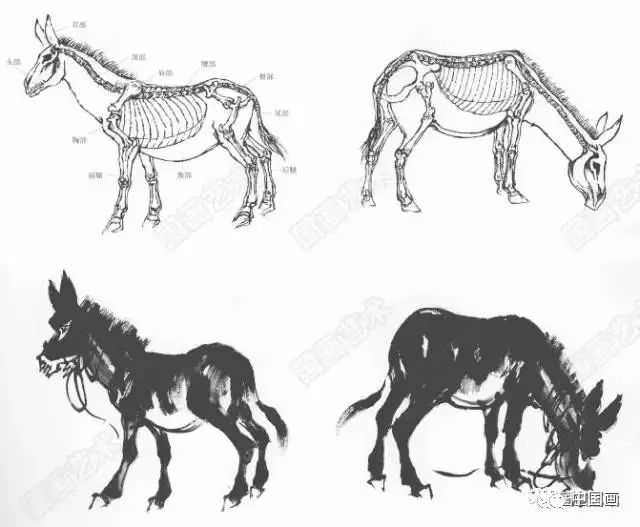 画驴步骤图解初学画驴可由简入繁,先掌握一头毛驴的基本特点和画法