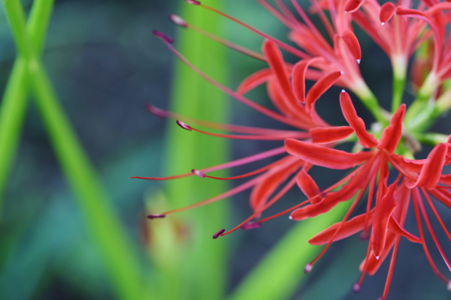 彼岸花 equinox flower 白色的彼岸花又称曼陀罗华(mandarava),红色