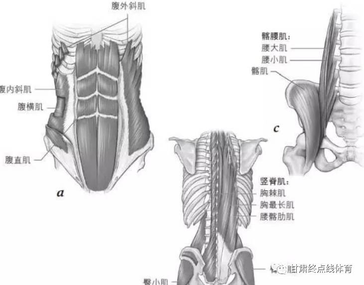 但也是核心部位的一部分);还有髋部的髂腰肌,臀大肌,臀中肌和臀小肌