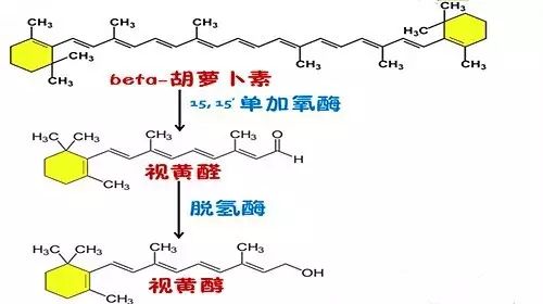 胡萝卜养眼吃多了会不会中毒