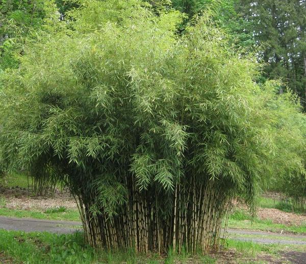 竹子景观——独特的天然隐私保护和装饰景观