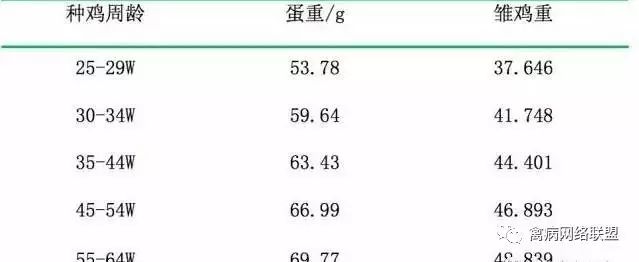 打造高品质雏鸡,要注意这些