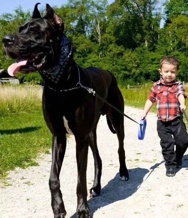 高贵优雅的欧洲王室贵族犬:世界名犬——大丹犬