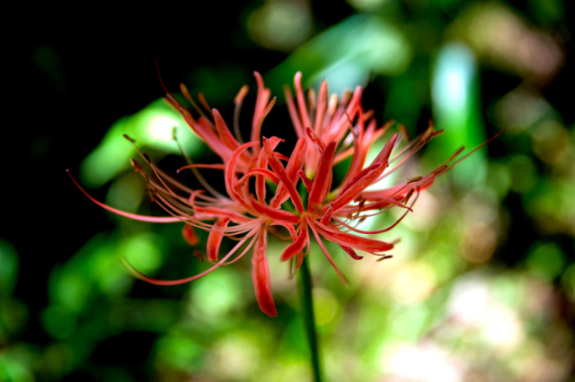 彼岸花 equinox flower 白色的彼岸花又称曼陀罗华(mandarava),红色