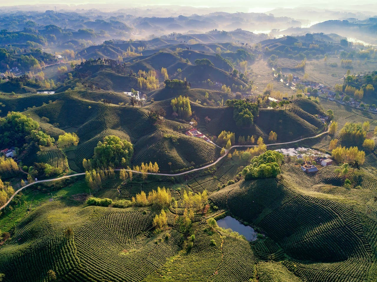 植被茂密,郁郁葱葱(信阳南湾湖附近的山地丘陵,茶园;大别山的气候