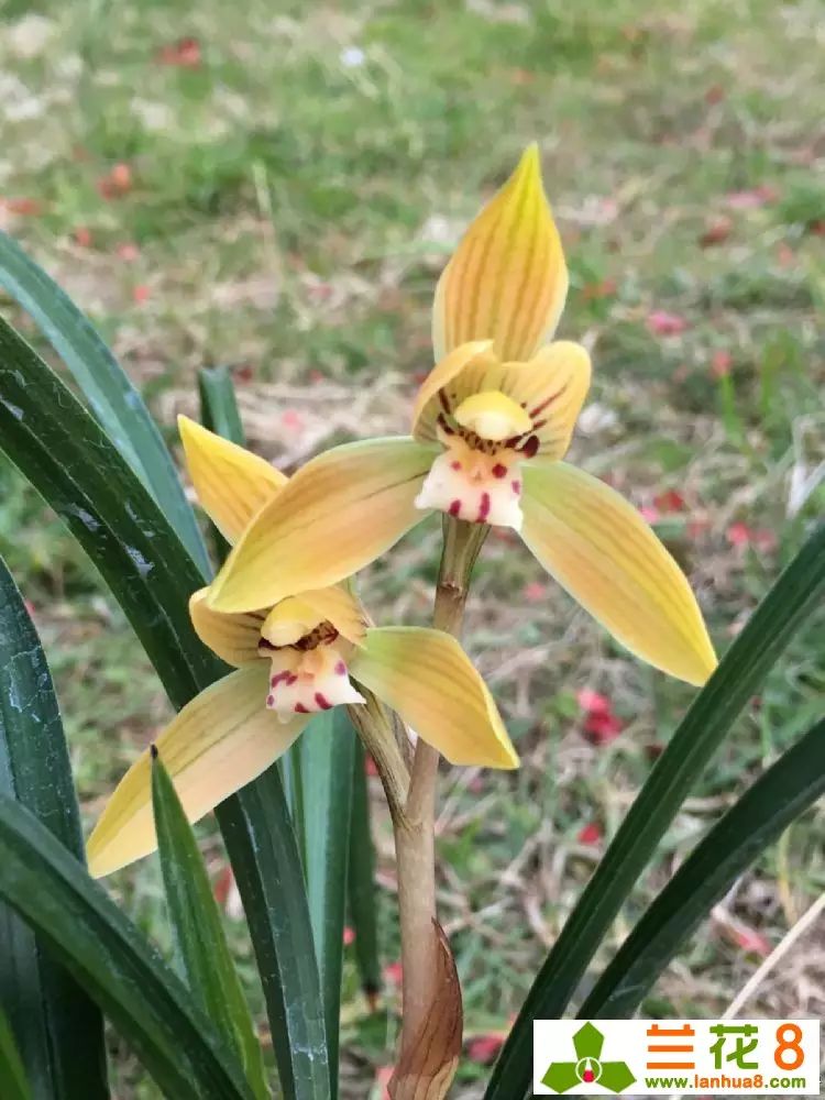 闲谈兰花自然养殖