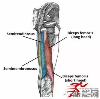 让你明白腿部肌肉为什么要这样拉伸