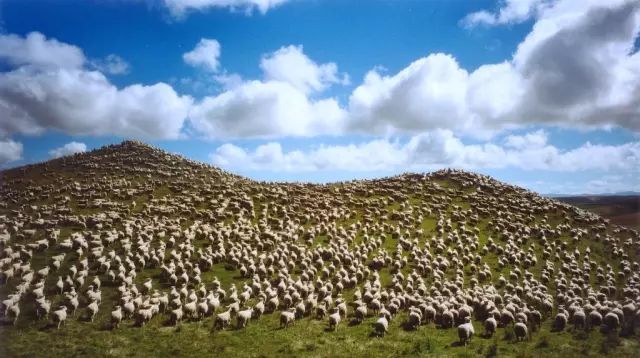 这些羊过得很轻松,每天就是吃吃草,晒晒太阳,散散步.