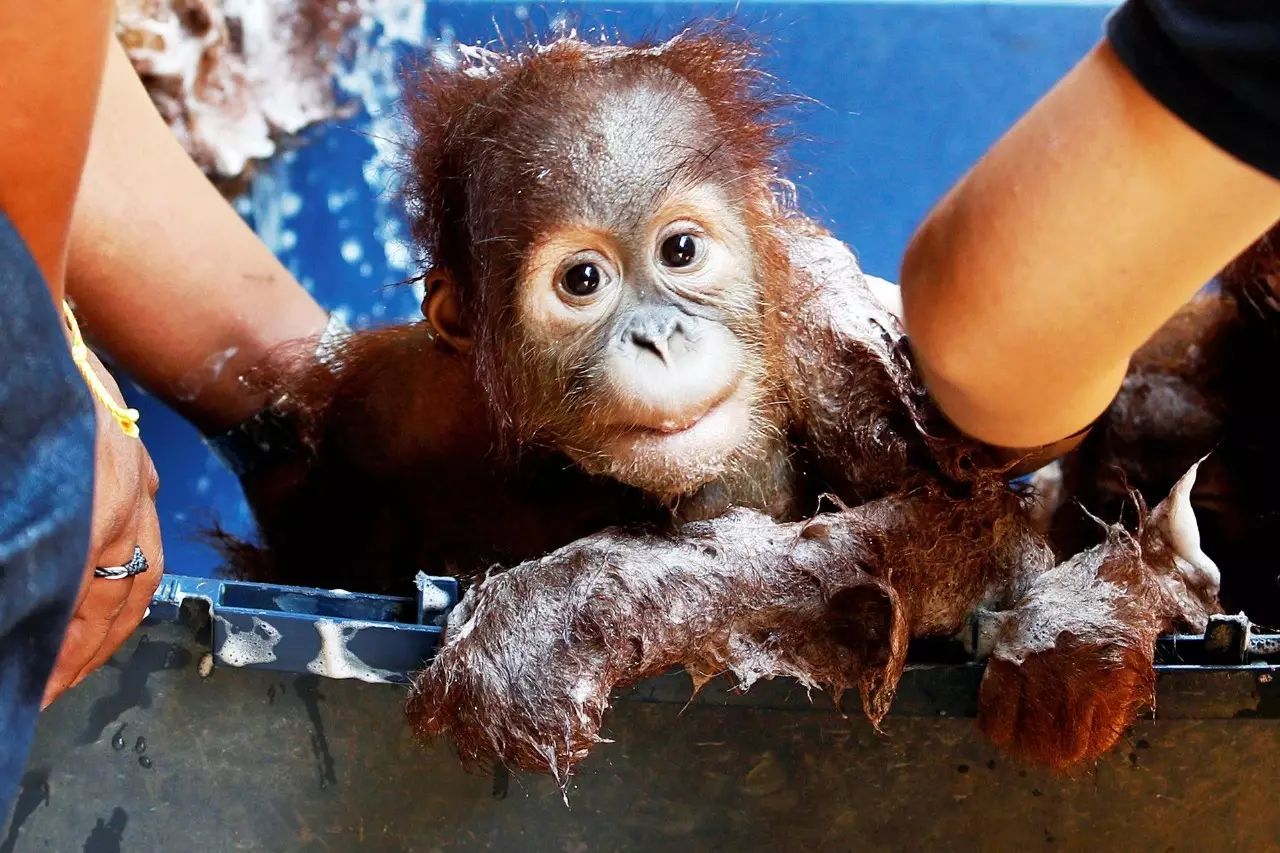 一只苏门答腊猩猩,在泰国动物园接受沐浴