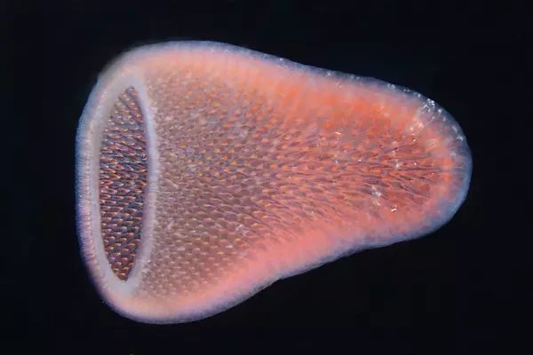 【趣闻】澳洲海底现神奇海洋生物"火体虫 通体透明
