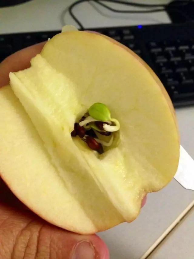 5,"今天早上我切开一个苹果,发现种子在里面发芽了."