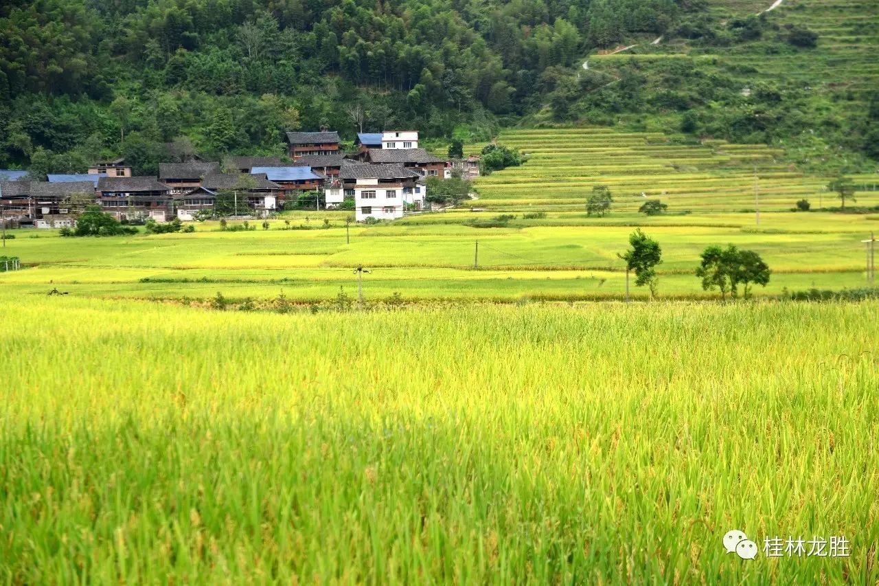 广西龙胜秋染乡村景色美