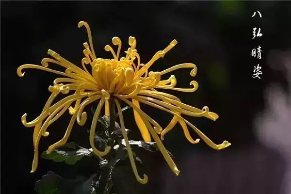 菊花满山爆的简谱_菊花满山图片(3)