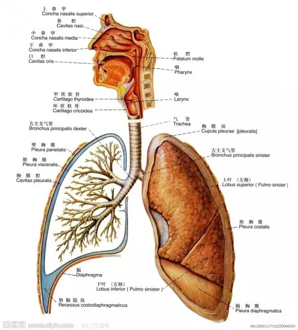 包括鼻,喉,气管及支气管,肺,胸膜和纵膈等.