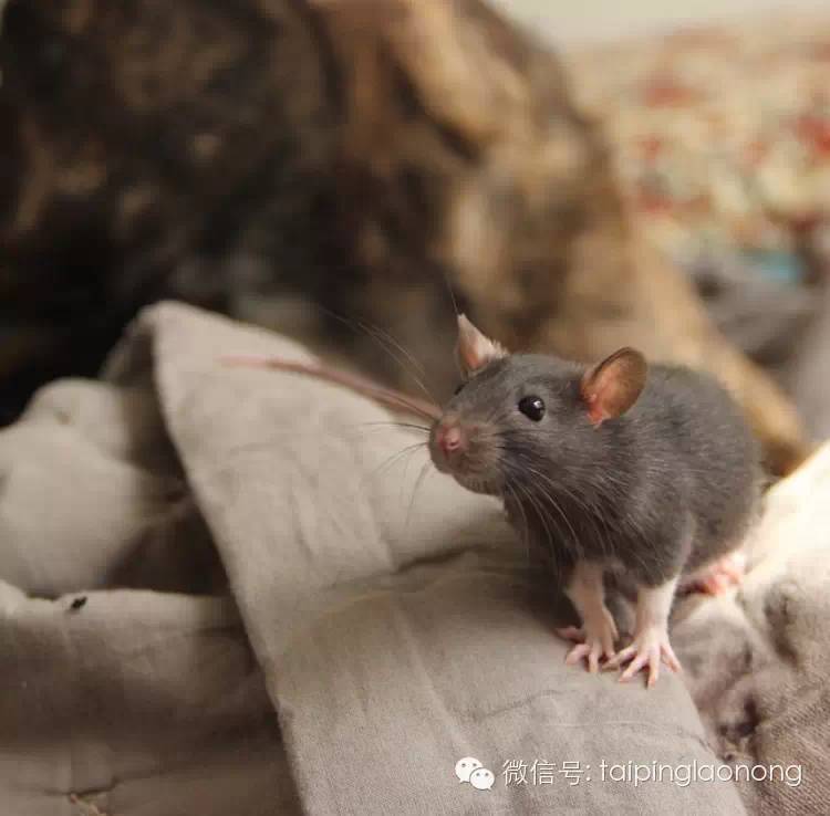 "老鼠是很好的伴侣动物.他们聪明,重情,爱干净,一点都不粗鲁.