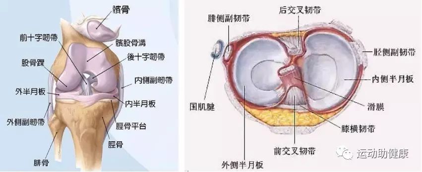 膝关节半月板损伤,该怎么办?