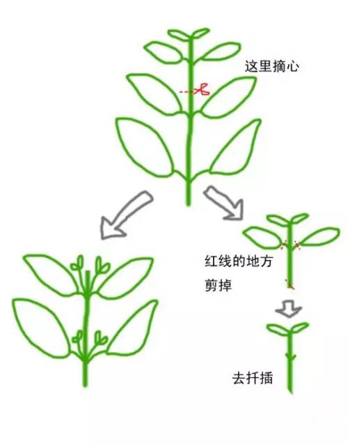 教育 正文  摘心也就是我们常说的打顶,是花草的修剪工作之一,在农