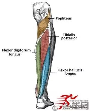 右图的膝盖则要稍微弯曲外侧肌群:1,腓长肌peroneus longus2,腓短肌