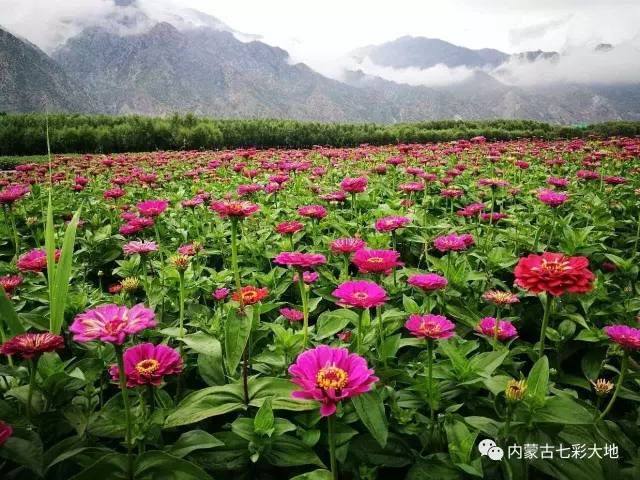 9月16日来七彩大地看千亩花海,带你瞬间穿越普罗旺斯!