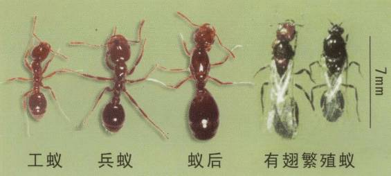 红火蚁外形象变通蚂蚁,具有多种形态,成熟蚁巢中有蚁后,雄蚁,兵蚁和