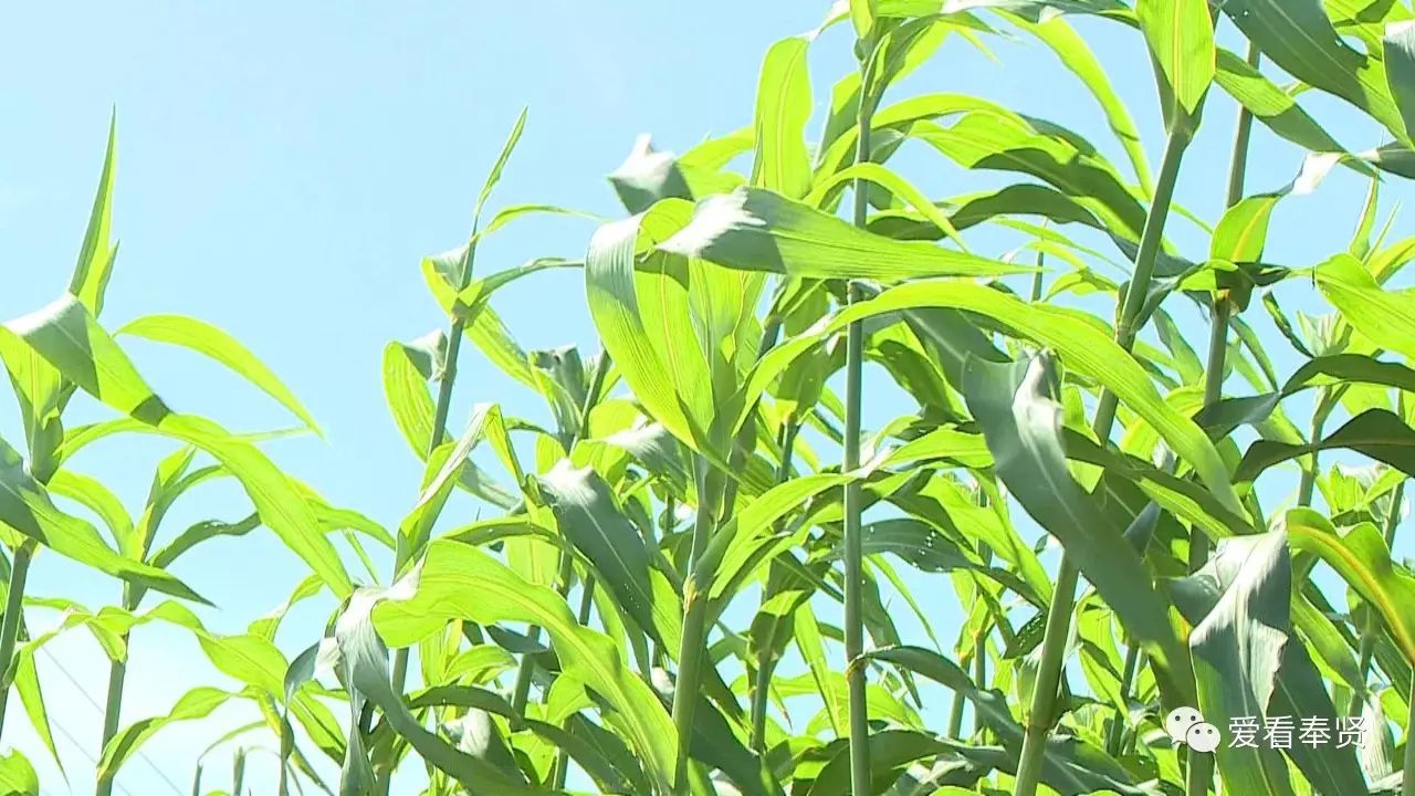 快到吃甜芦粟的季节啦你馋了没有