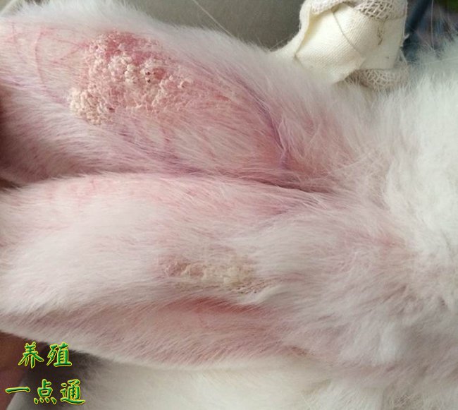 兔皮肤真菌病防治,重在预防,切断传染源