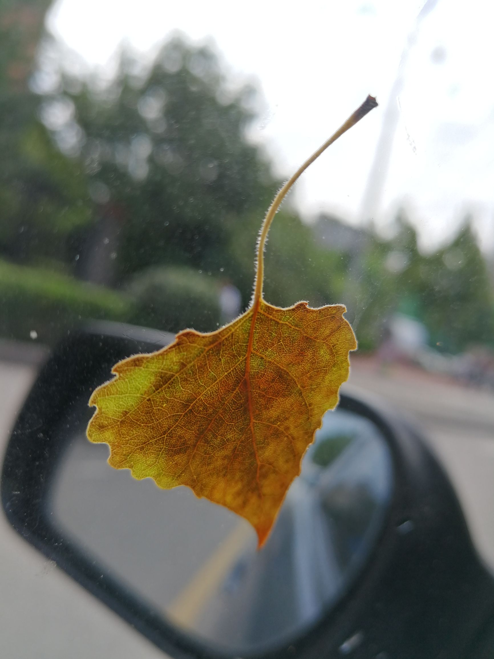 一场秋雨一场寒,落叶落在车上面,仔细看,那些叶脉还蛮