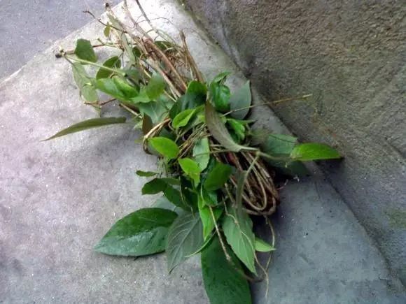 美食 正文  在我们梧州农村有一种叫"鸡屎藤"的野生藤蔓植物,又名通气