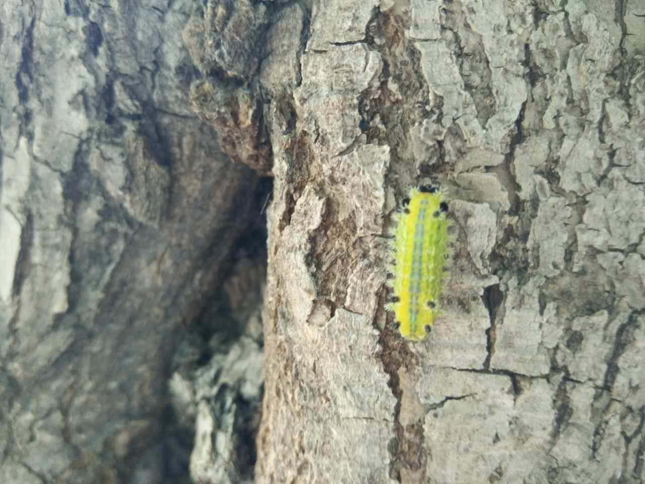 一不小心被这种毛毛虫蛰了,你知道该怎么办吗?