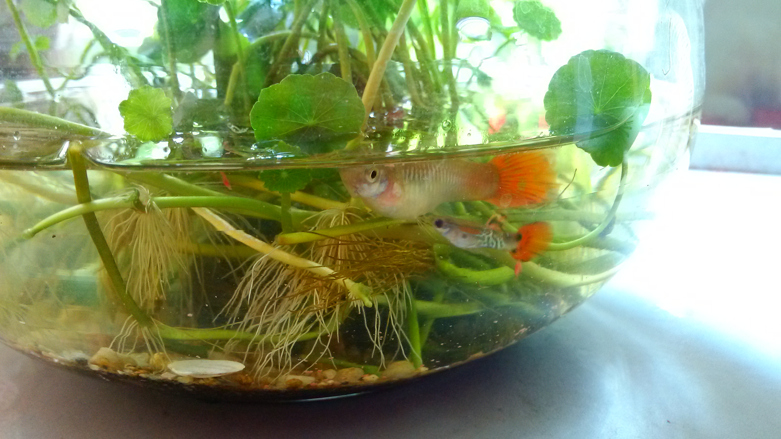 还有水养绿萝不要和鱼缸混在一起,不要图省事,那样鱼儿会吸收它的养