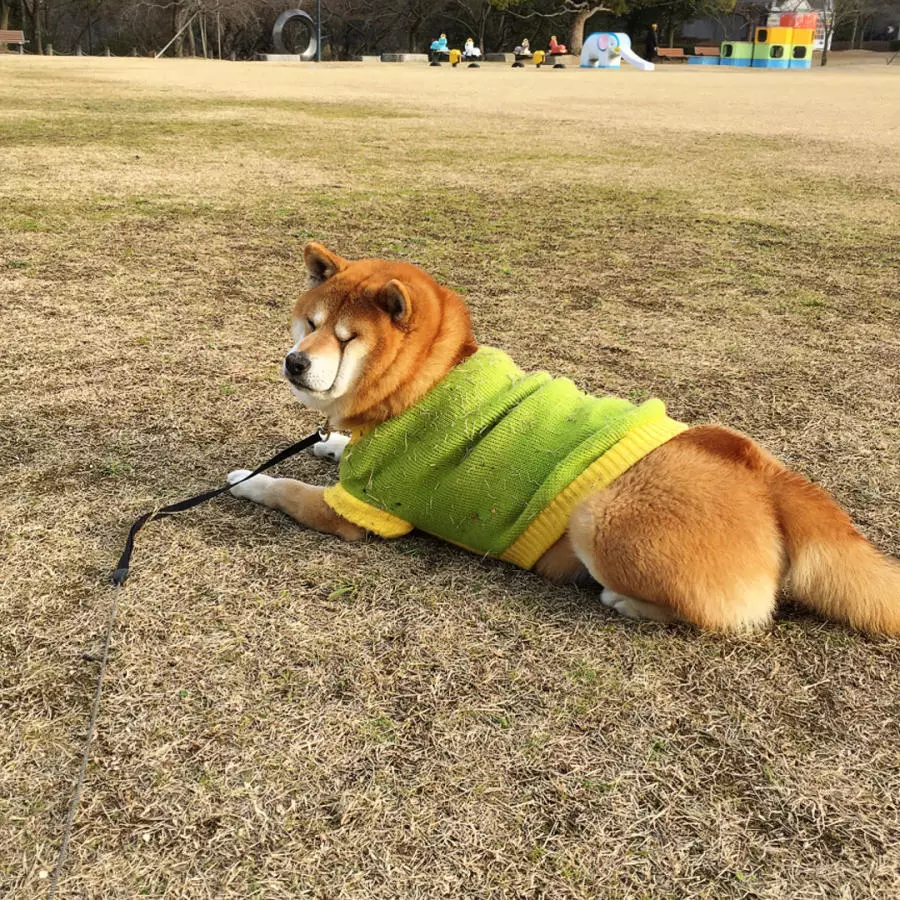 日本一只狗微笑起来像天使,躺下却像老人