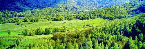 为了绿色的家园——新疆维吾尔自治区林业发展纪实(上)