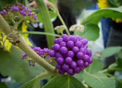 紫珠是一种比较优良的观果植物,紫色的果实非常漂亮.