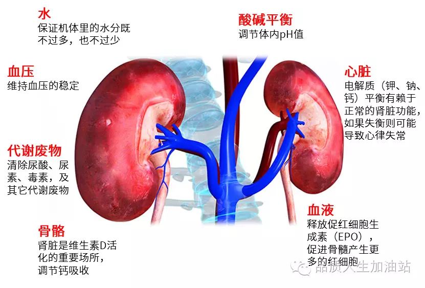 肝脏,肾脏,脾生了病,身体发出哪些信号?