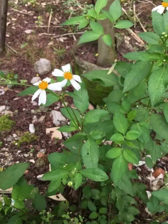 菜小叶榄仁树黄槐野苋菜空心莲子草胡椒木鸡爪三七有没有试过就在夜里