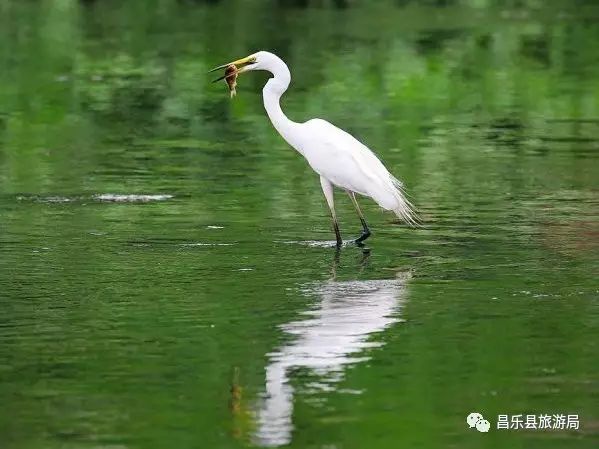 走乡村 | 山水田园之漠漠水田飞白鹭